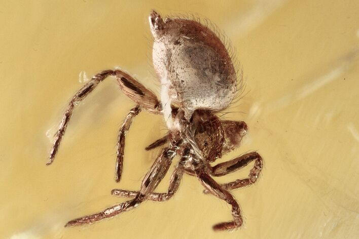 Detailed Fossil Spider (Araneae) In Baltic Amber #357851